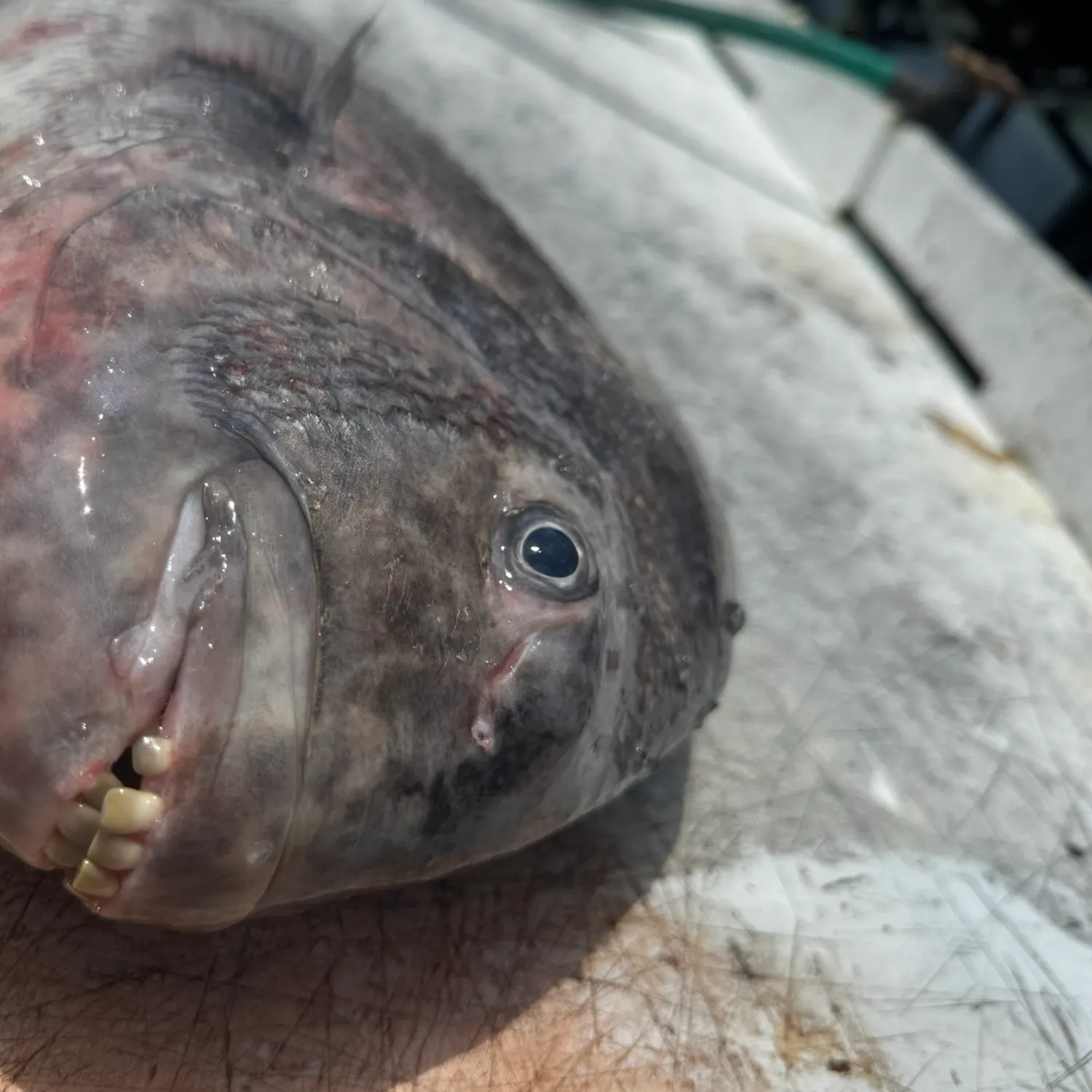 Sheepshead caught on Fishbrain