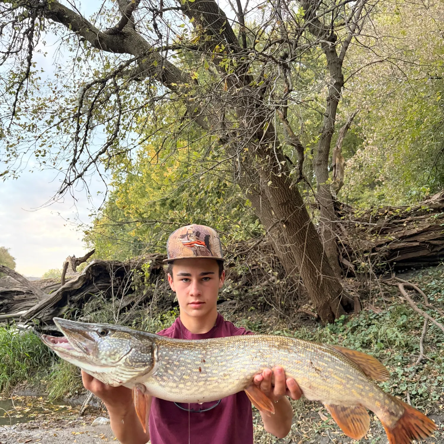 Northern pike caught on Fishbrain