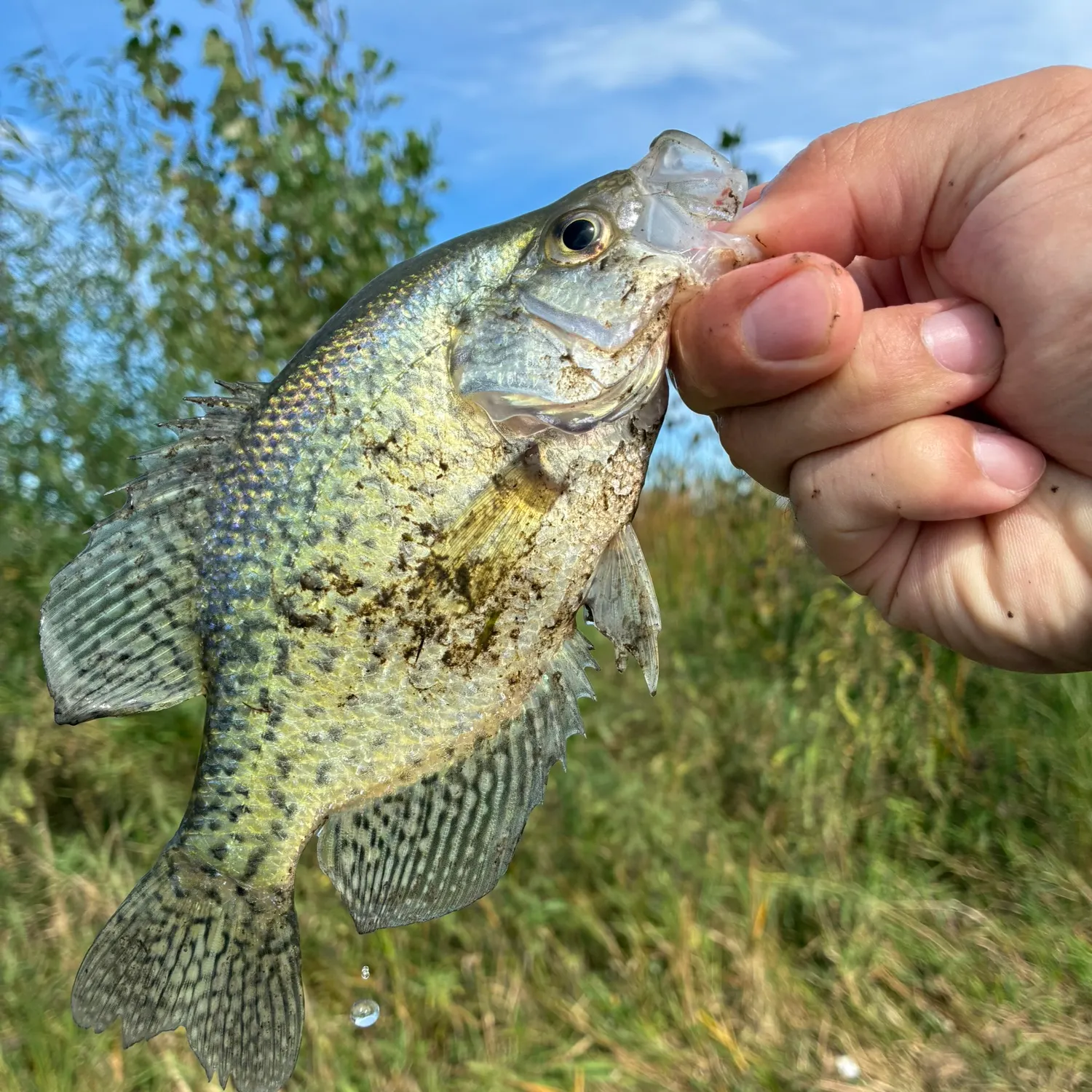 White crappie caught on Fishbrain