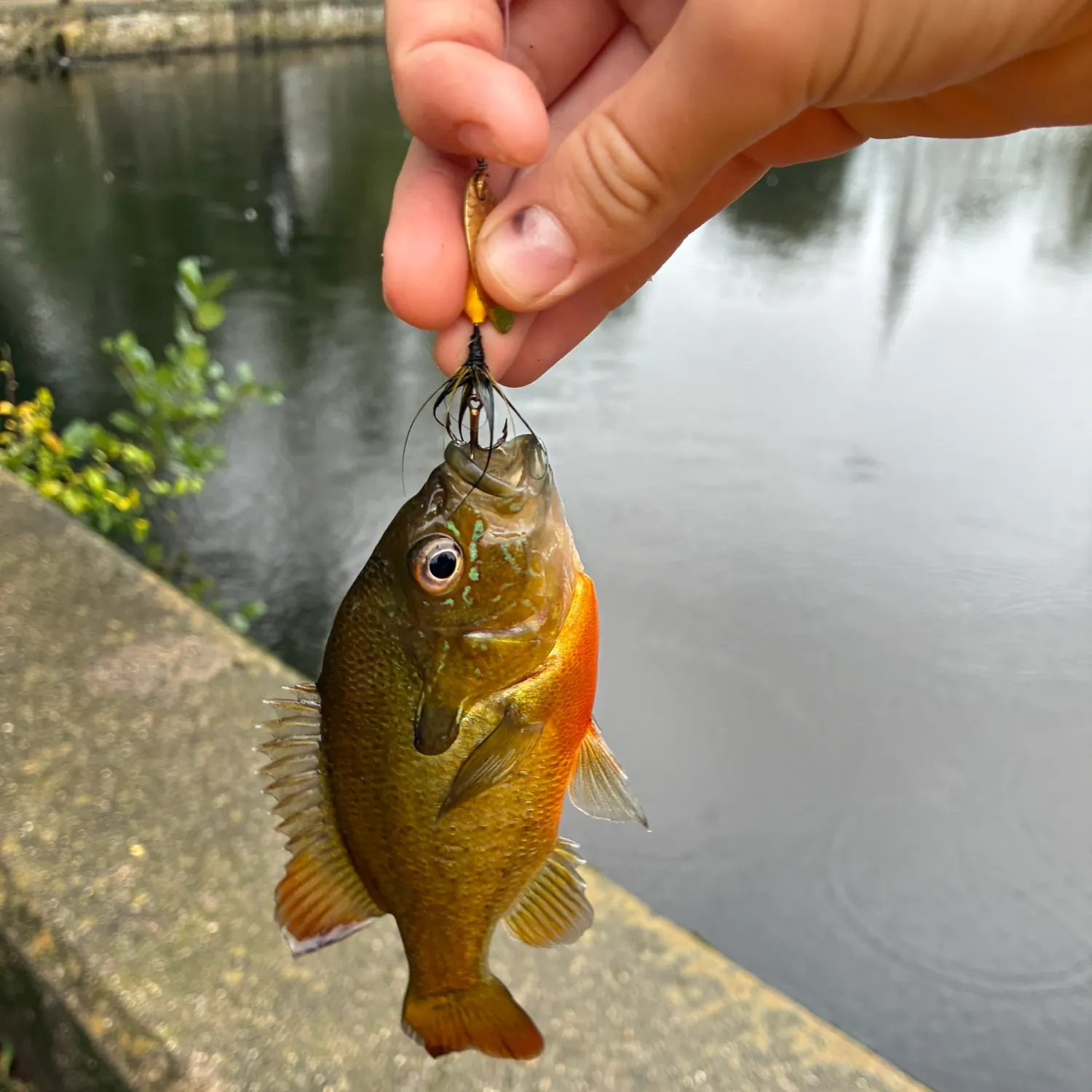 Redbreast sunfish caught on Fishbrain