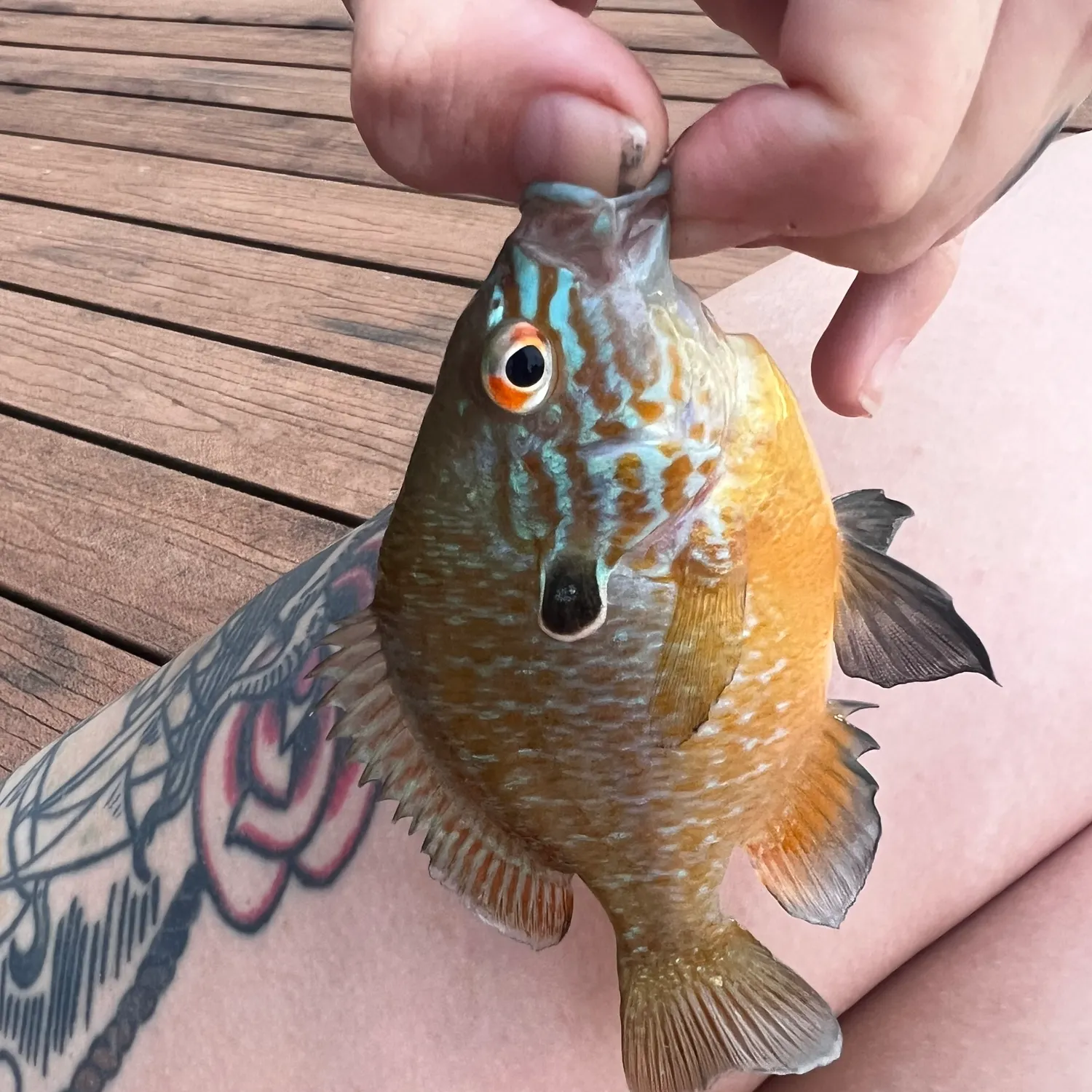 recently logged catches