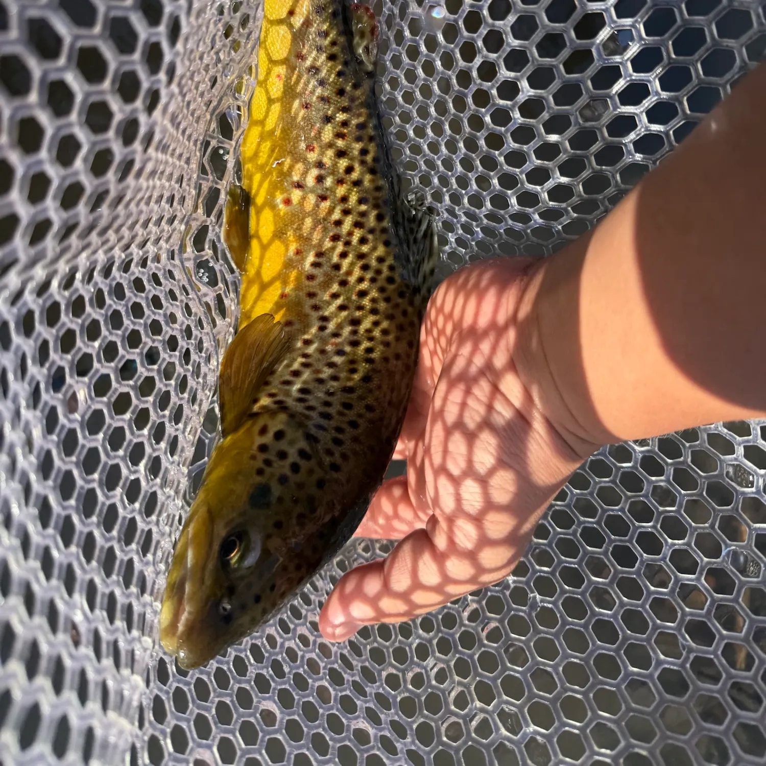 Brown trout caught on Fishbrain