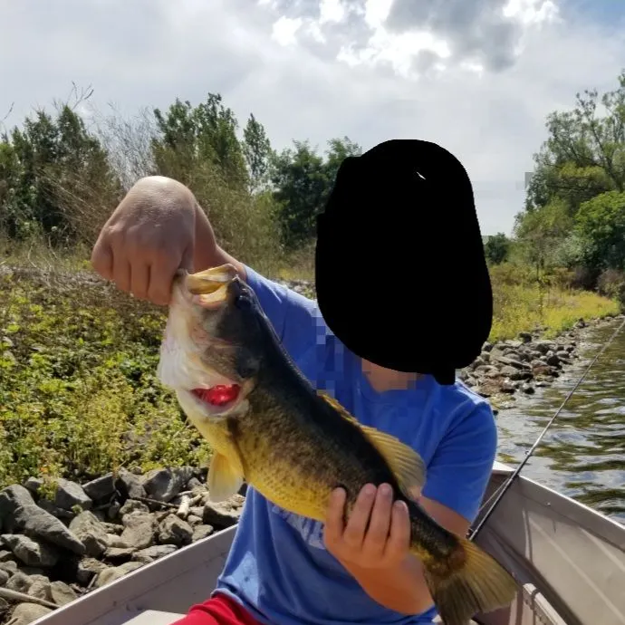 Largemouth bass caught on Fishbrain