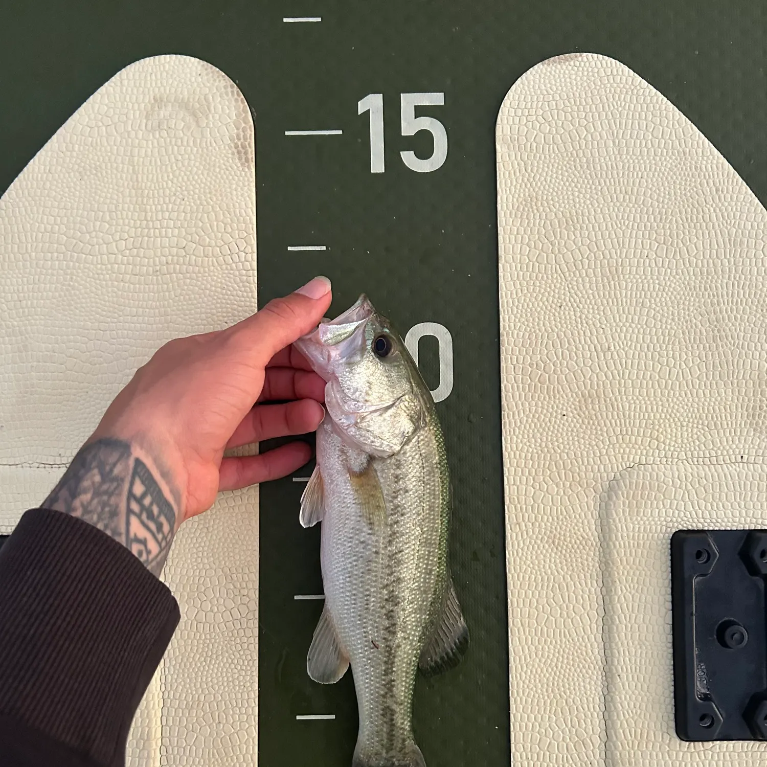 Largemouth bass caught on Fishbrain