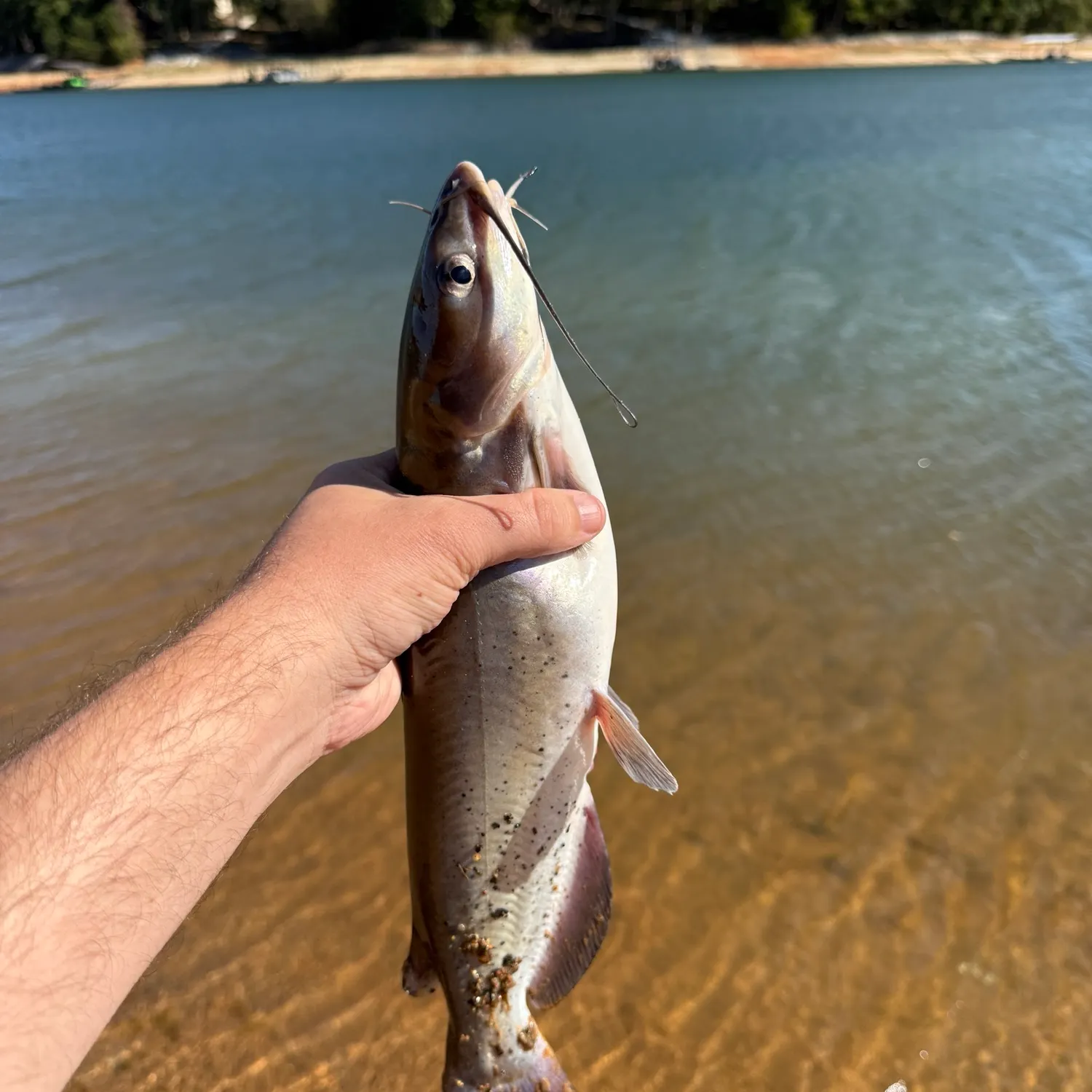 Channel catfish caught on Fishbrain