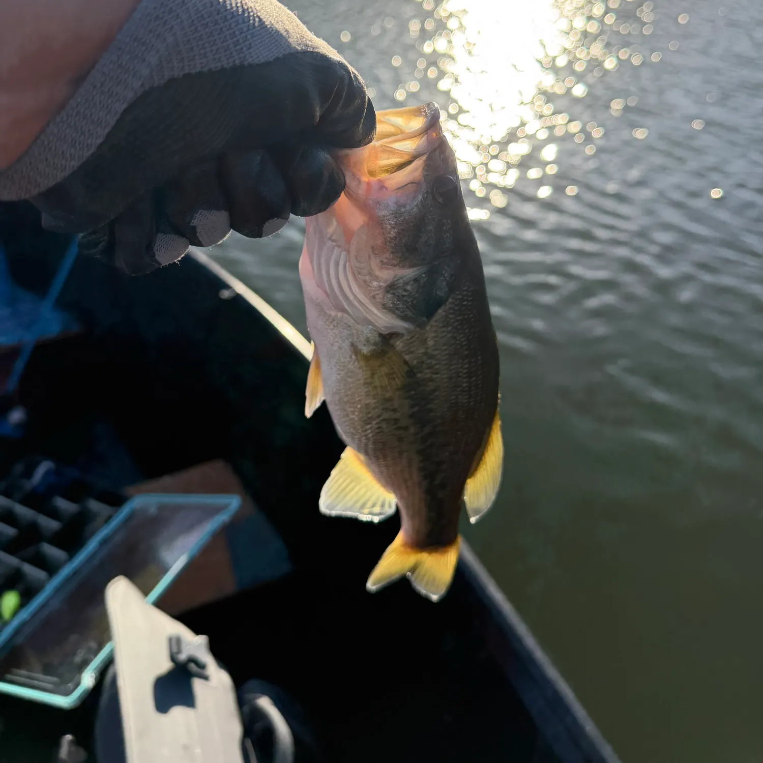 Largemouth bass caught on Fishbrain