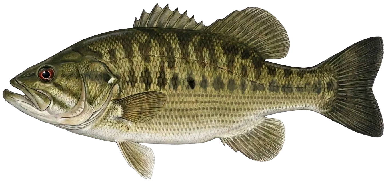 Meanmouth bass