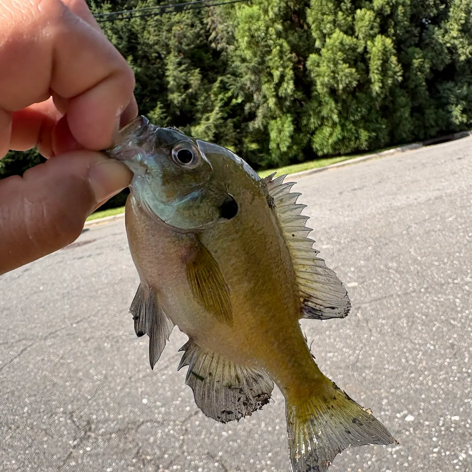 Bluegill caught on Fishbrain