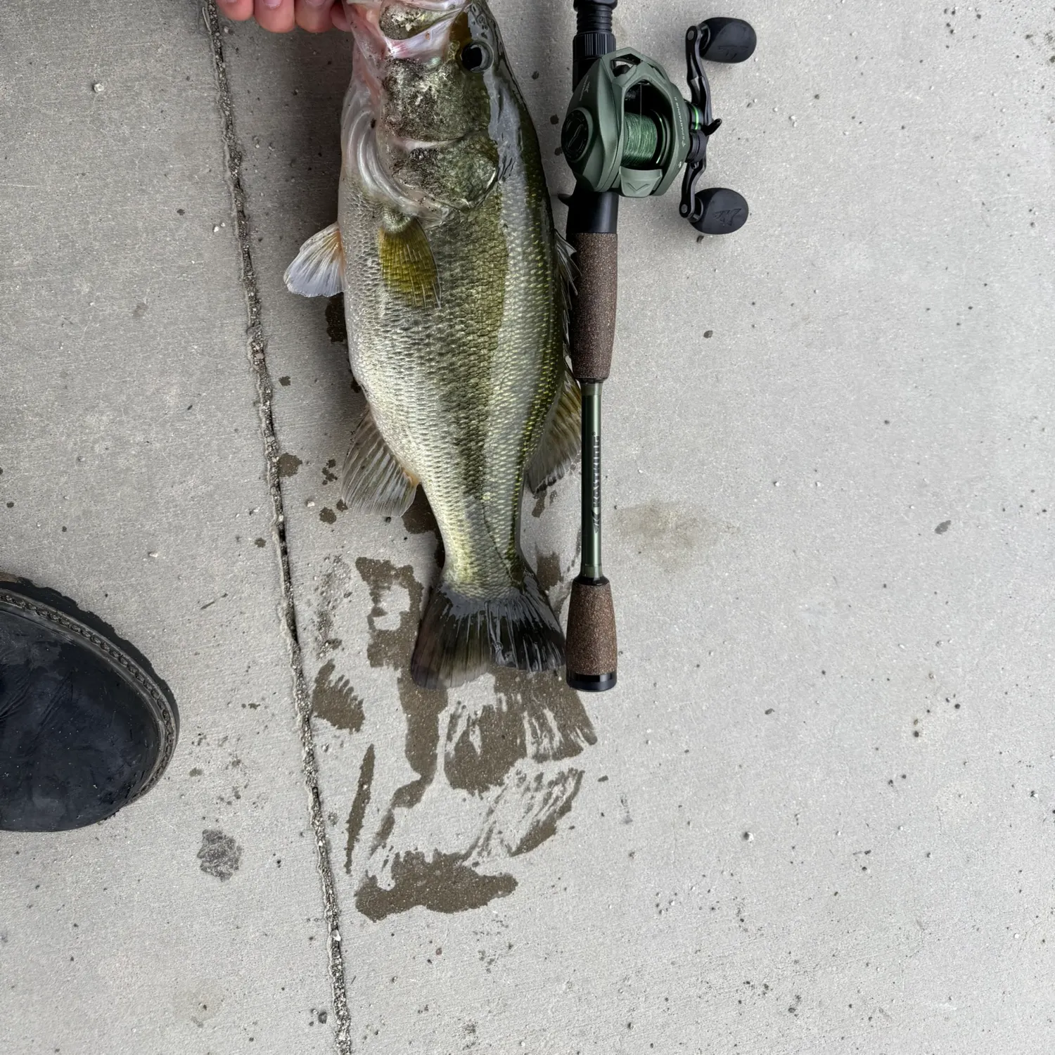Largemouth bass caught on Fishbrain