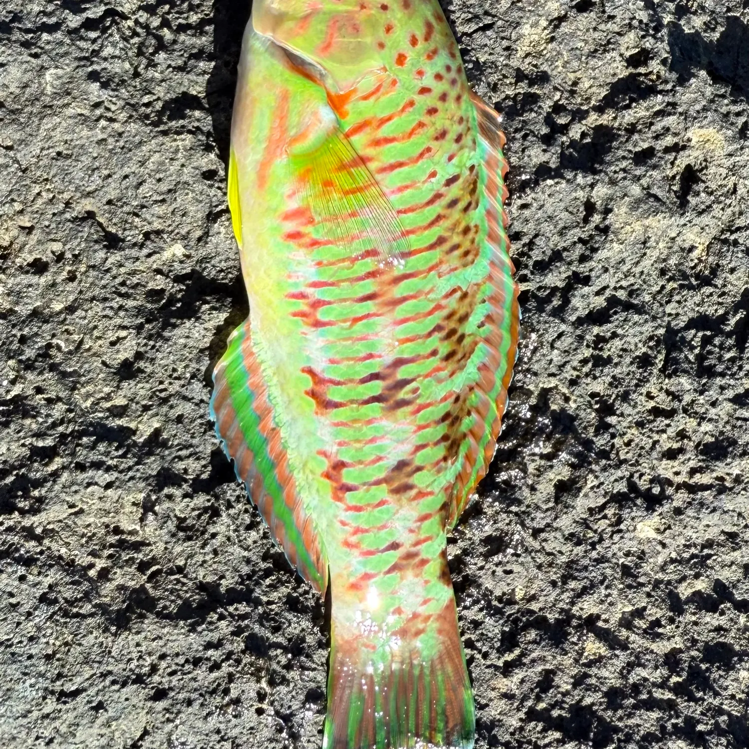 The most popular recent Christmas wrasse catch on Fishbrain