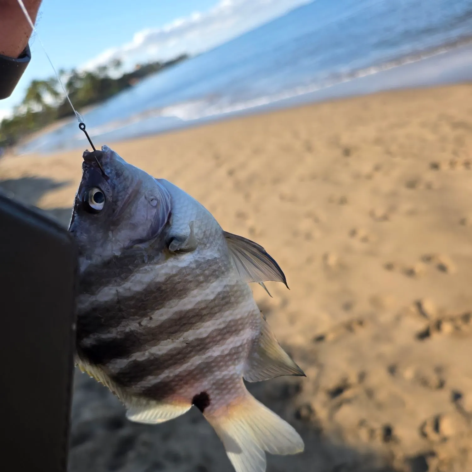 The most recent Blackspot sergeant catches on Fishbrain