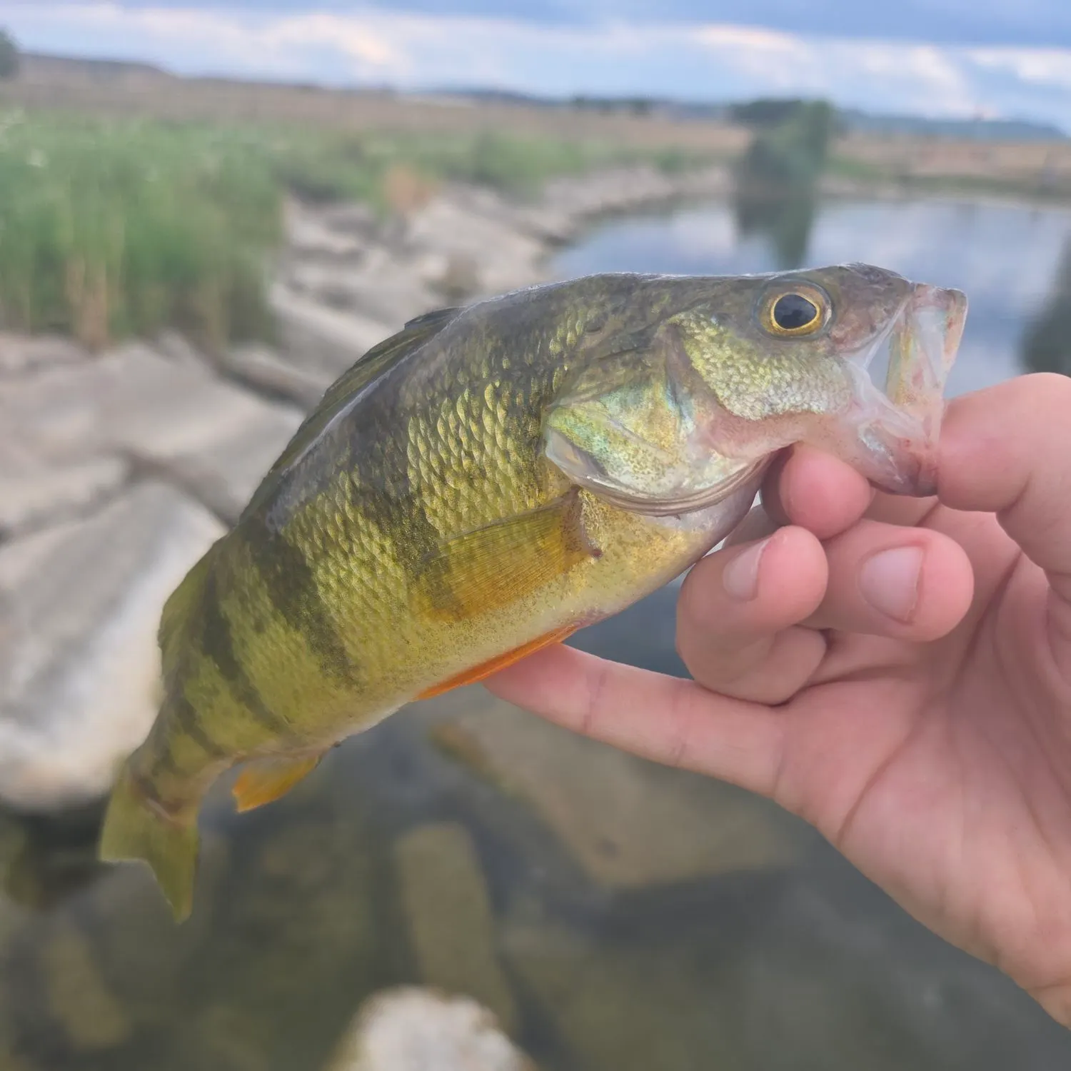 Yellow perch caught on Fishbrain
