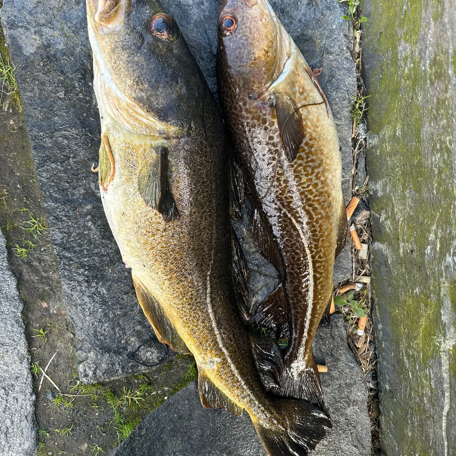 recently logged catches