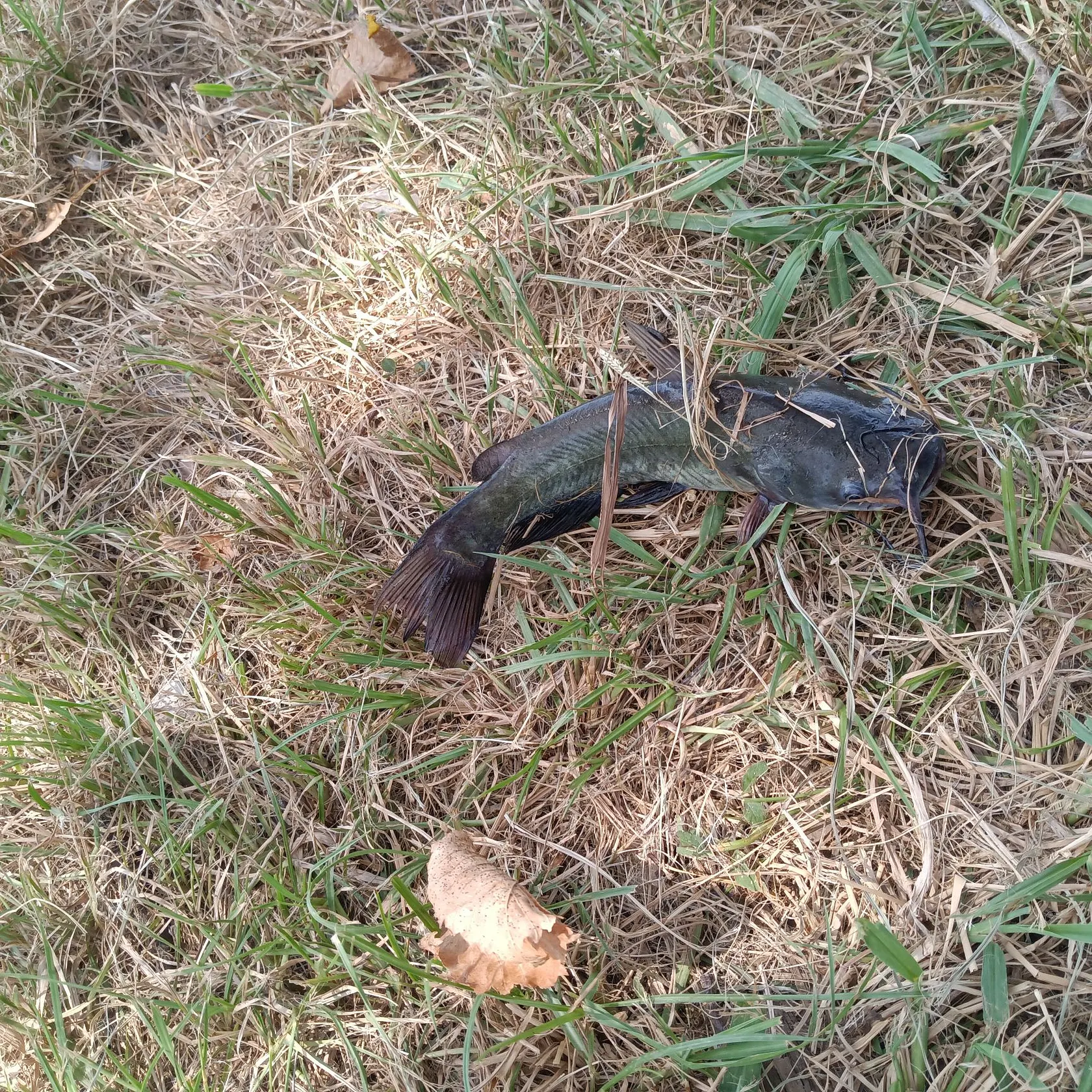 Black bullhead caught on Fishbrain