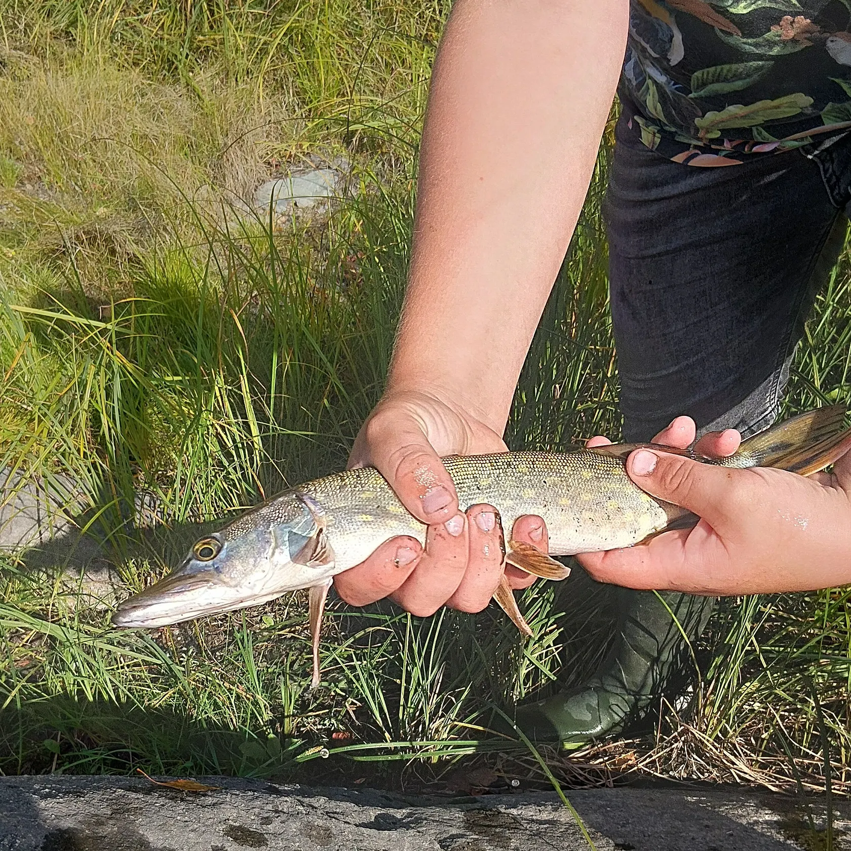 Northern pike caught on Fishbrain