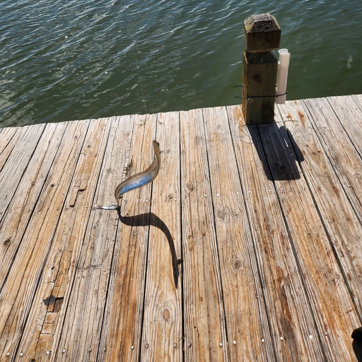 The most recent Silver scabbardfish catches on Fishbrain