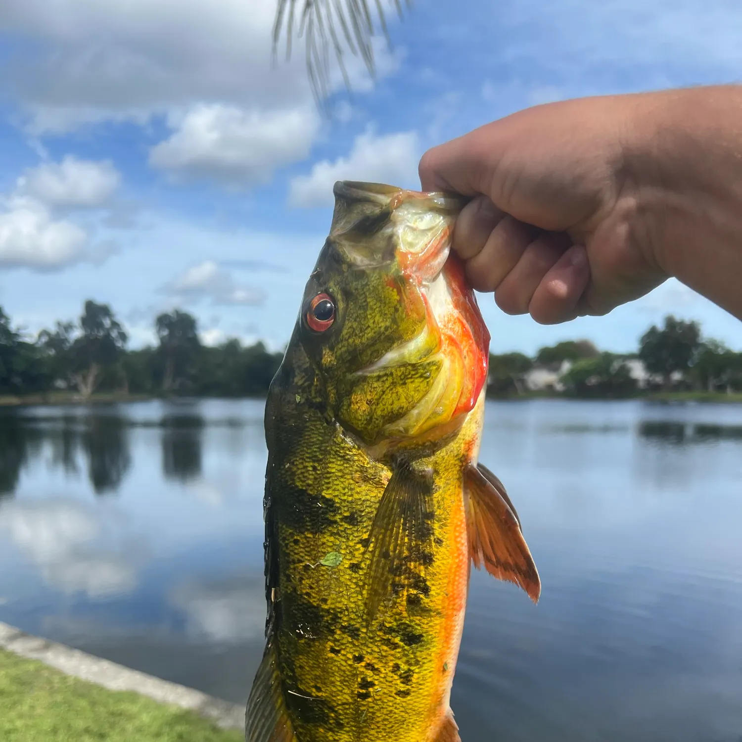 Butterfly peacock bass caught on Fishbrain