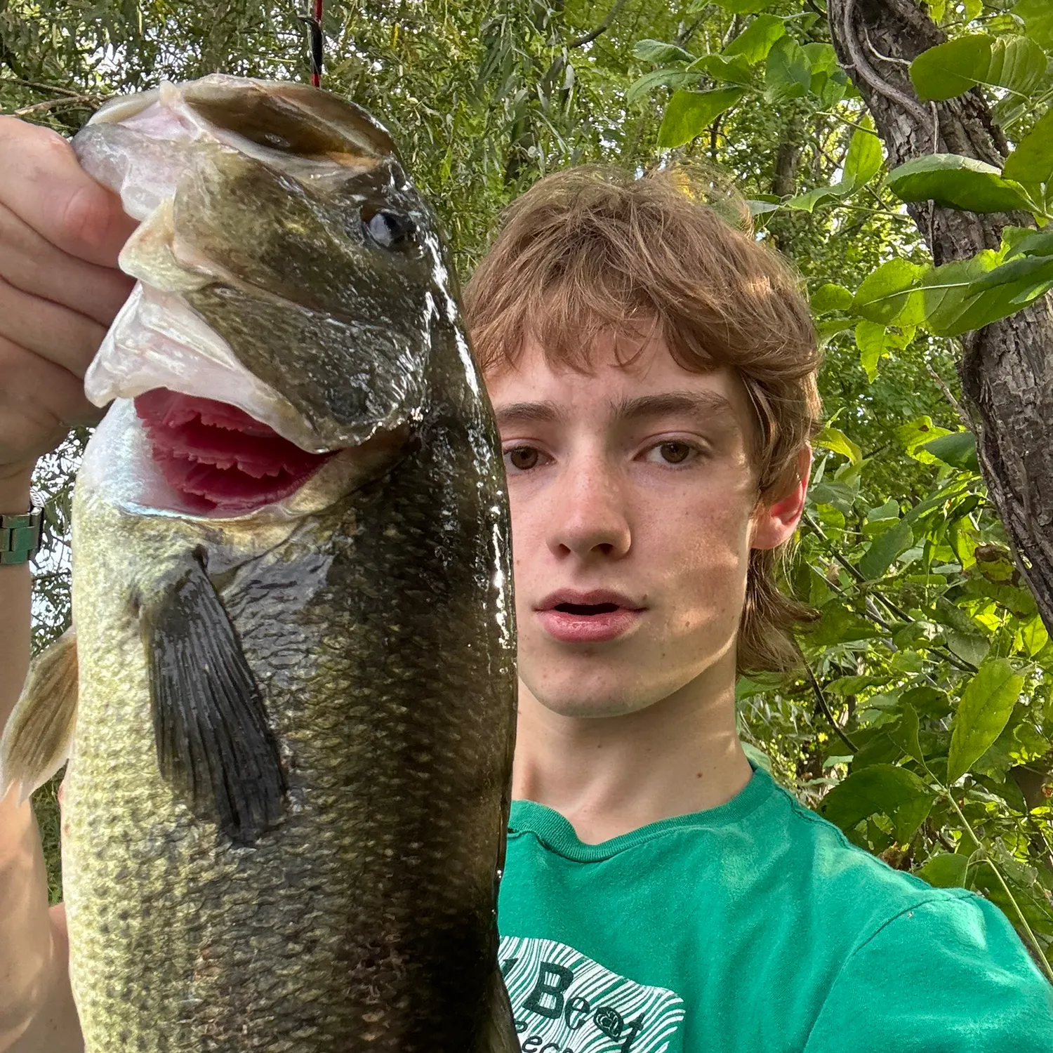 Largemouth bass caught on Fishbrain