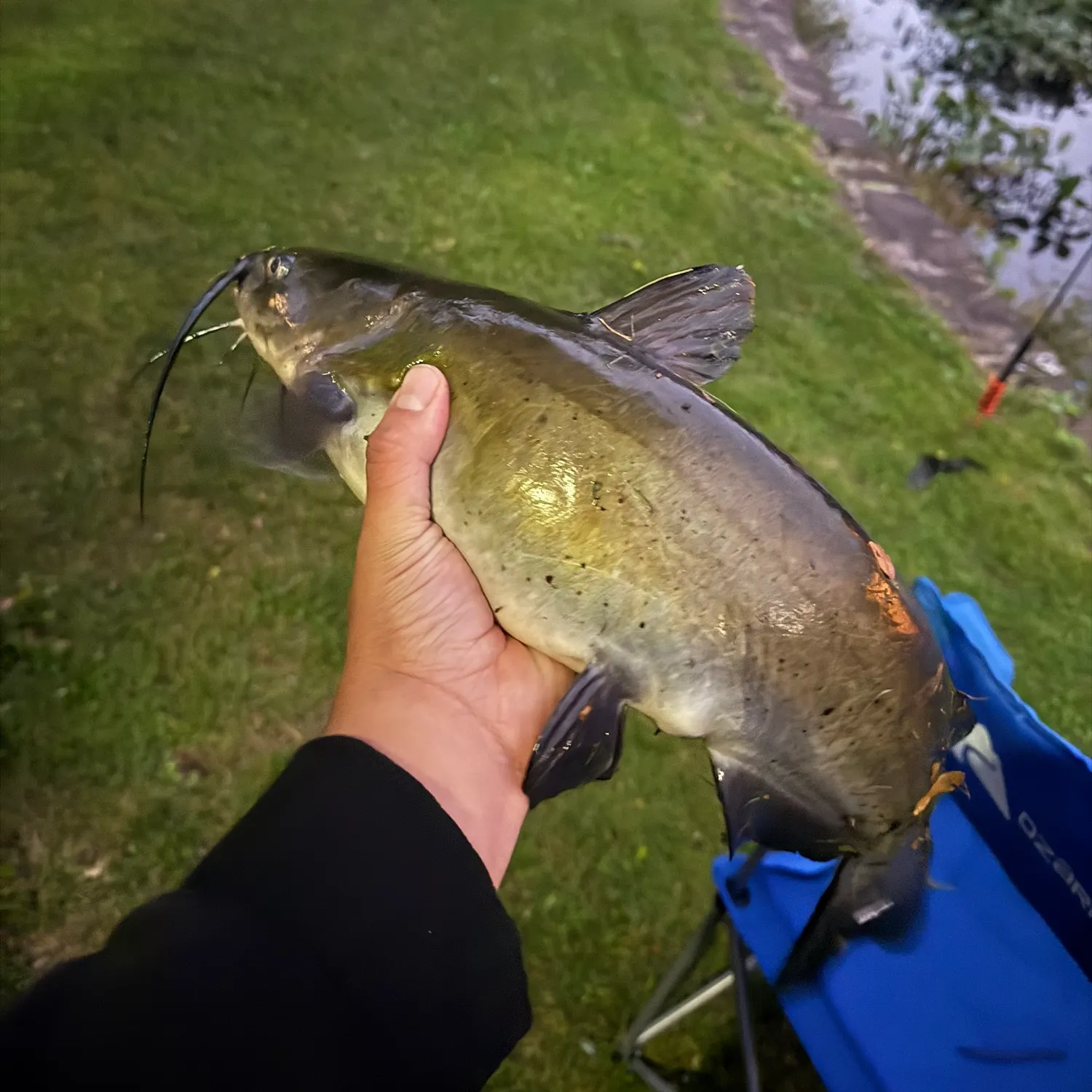 Channel catfish caught on Fishbrain