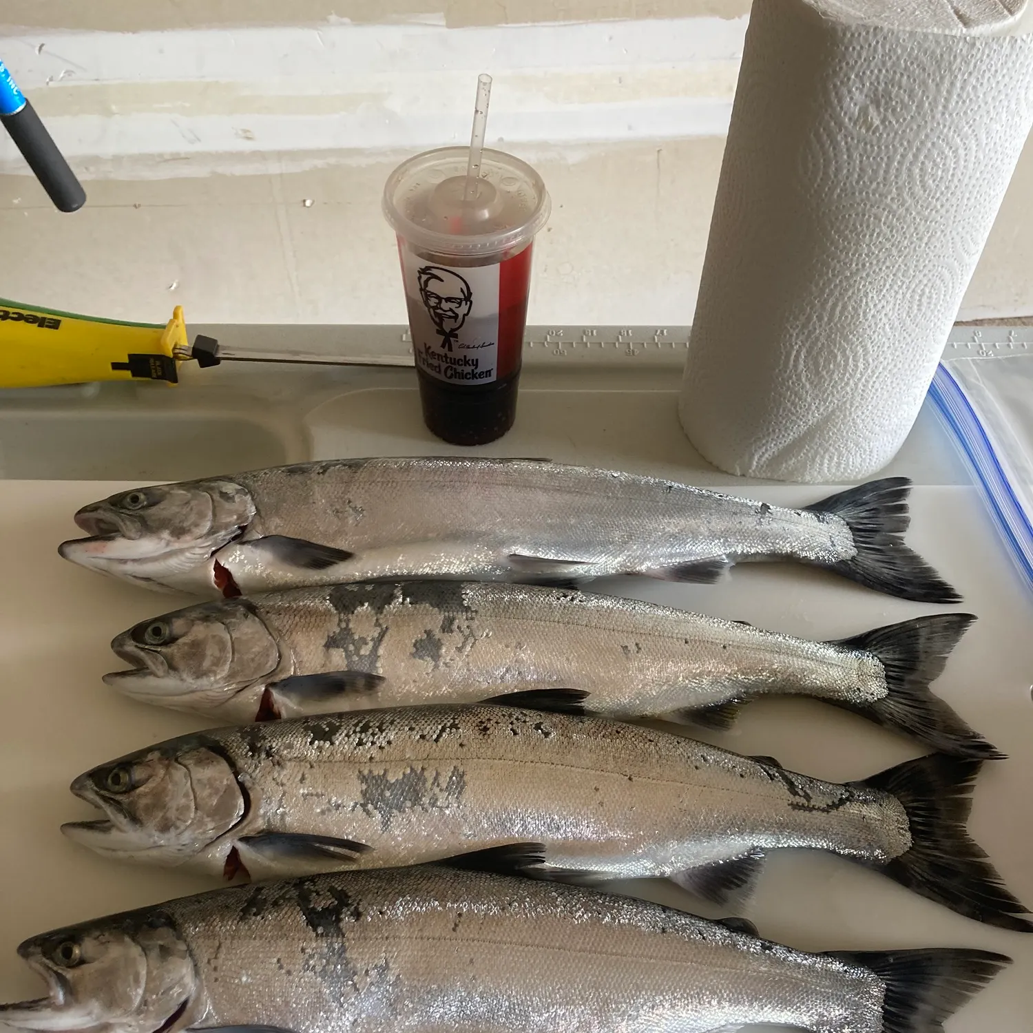 recently logged catches