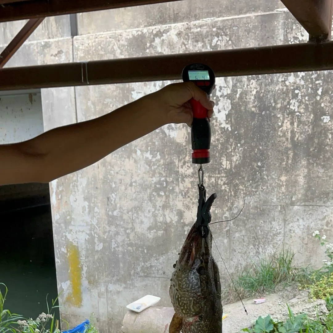 Northern pike caught on Fishbrain
