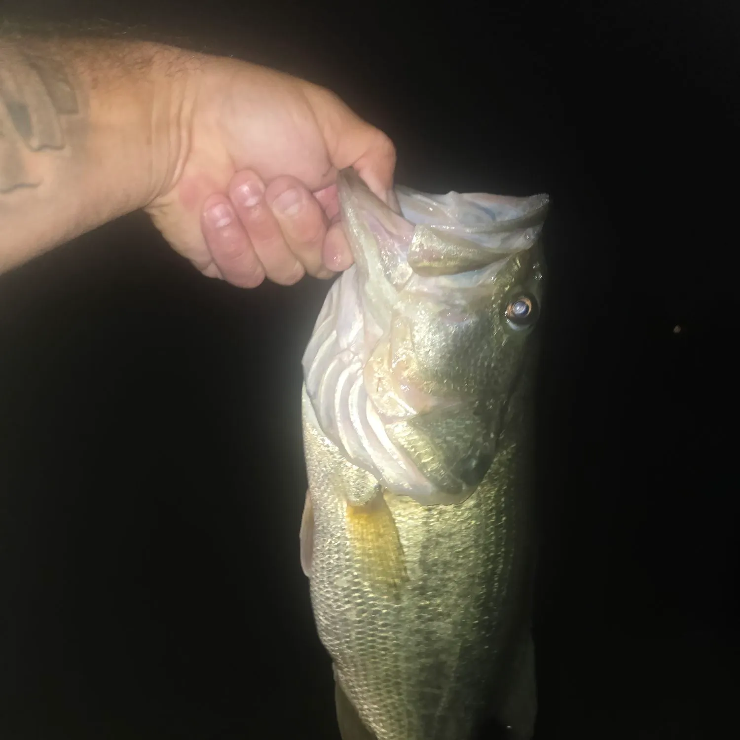 Largemouth bass caught on Fishbrain