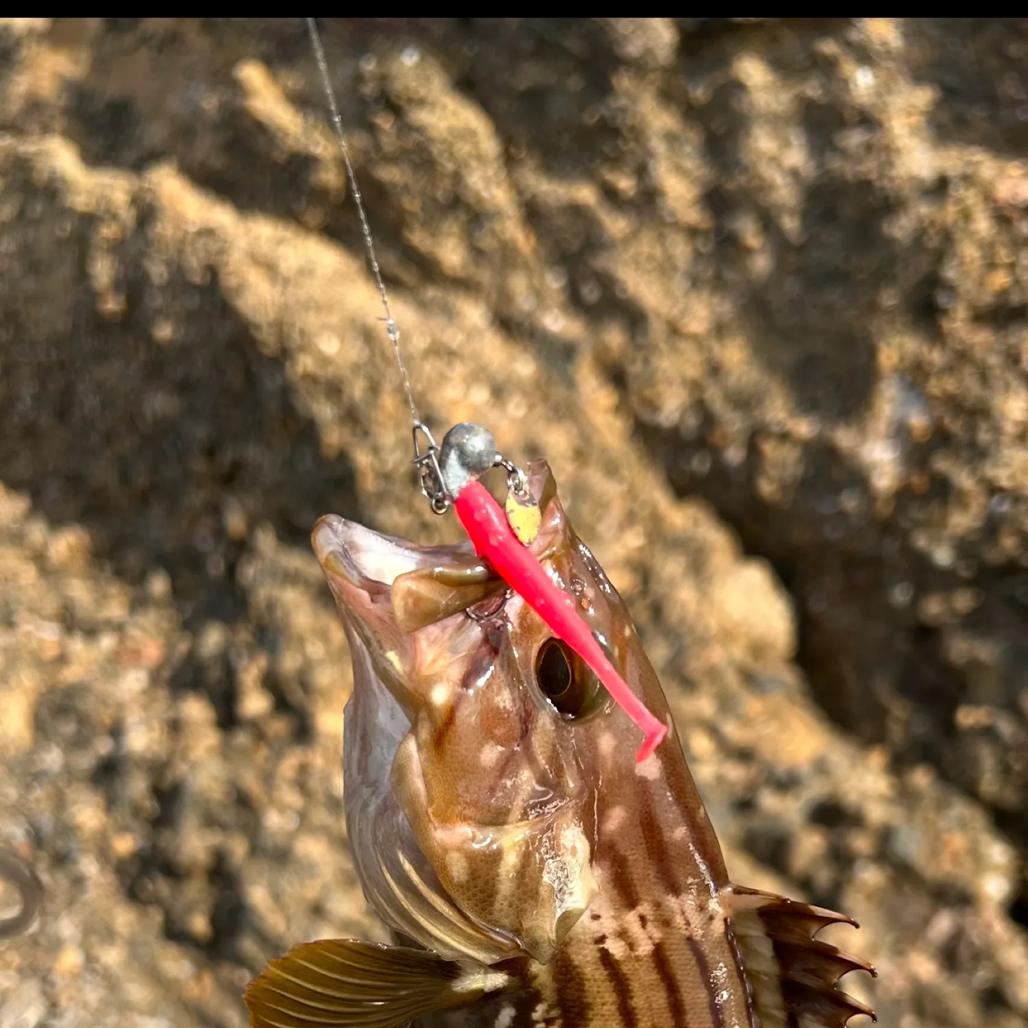 The most popular recent Blacktip grouper catch on Fishbrain