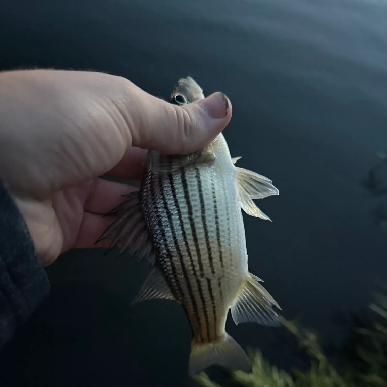Yellow bass caught on Fishbrain