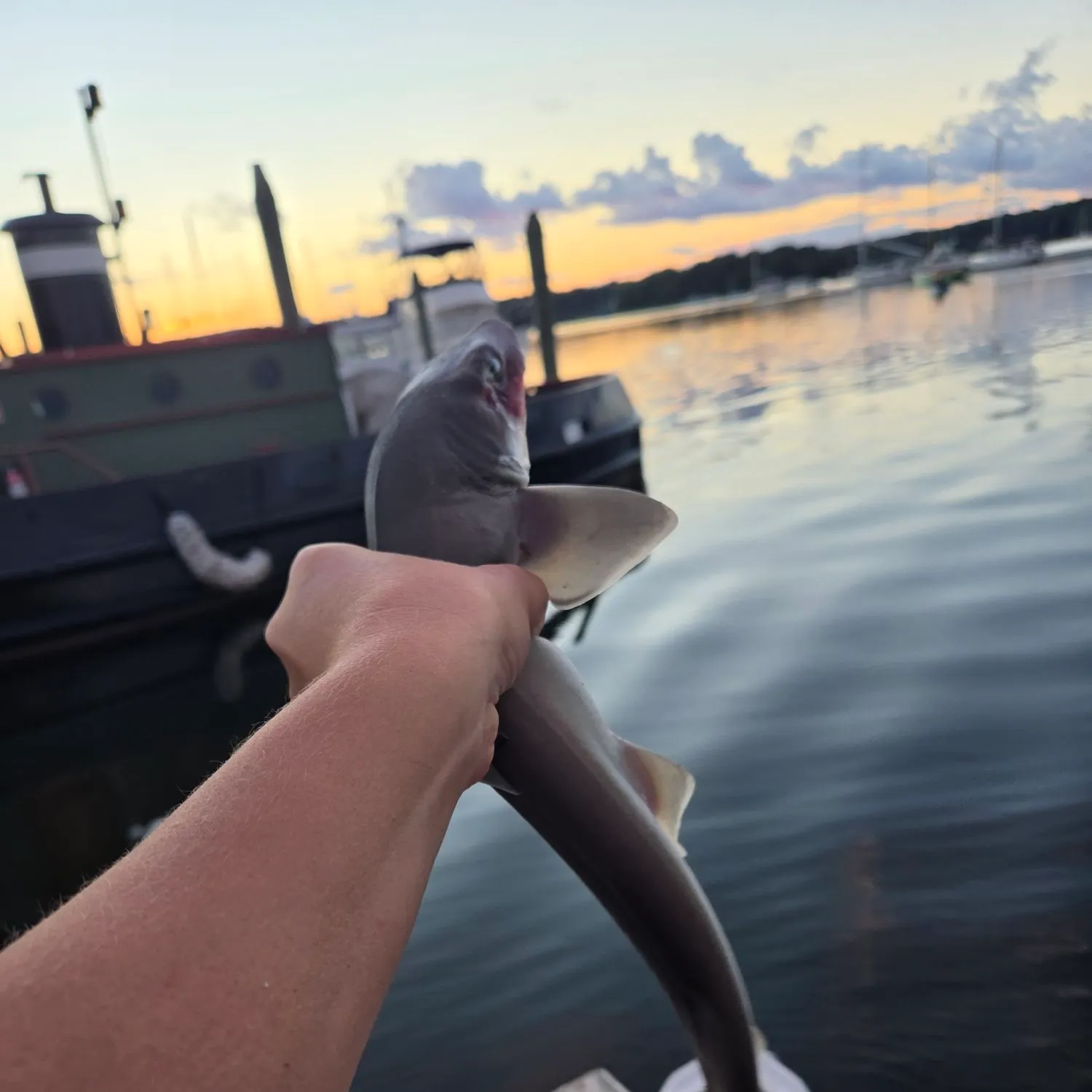 Dusky smooth-hound caught on Fishbrain
