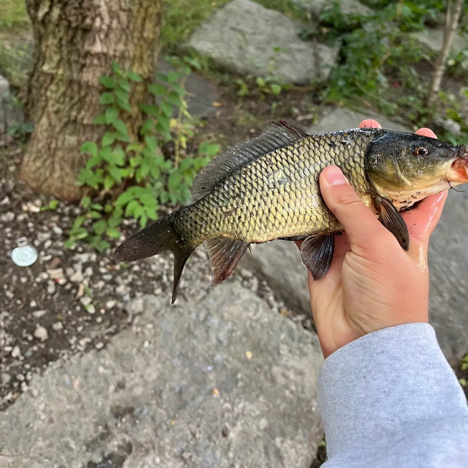 Common carp caught on Fishbrain