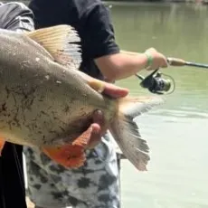 The most recent Red-bellied pacu catches on Fishbrain