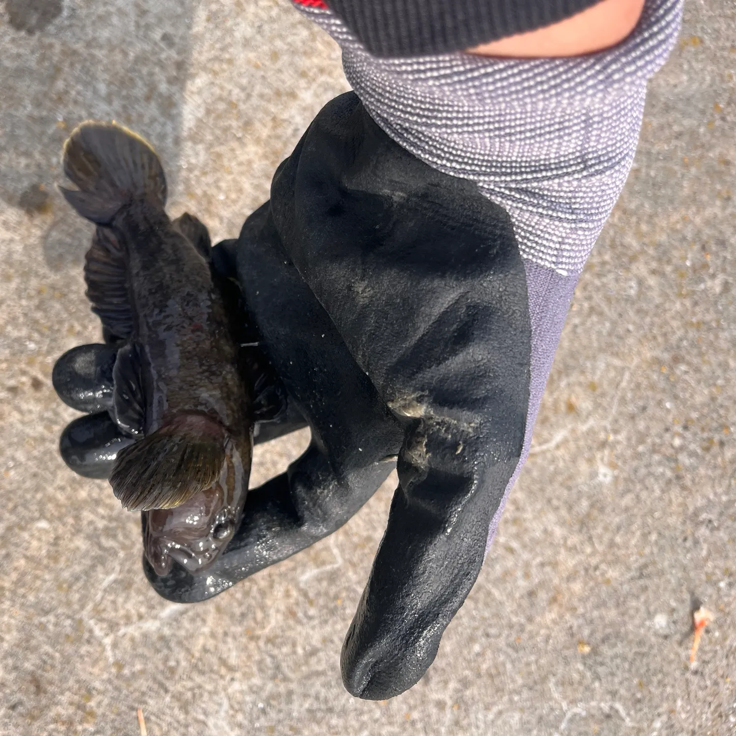 The most popular recent Black goby catch on Fishbrain