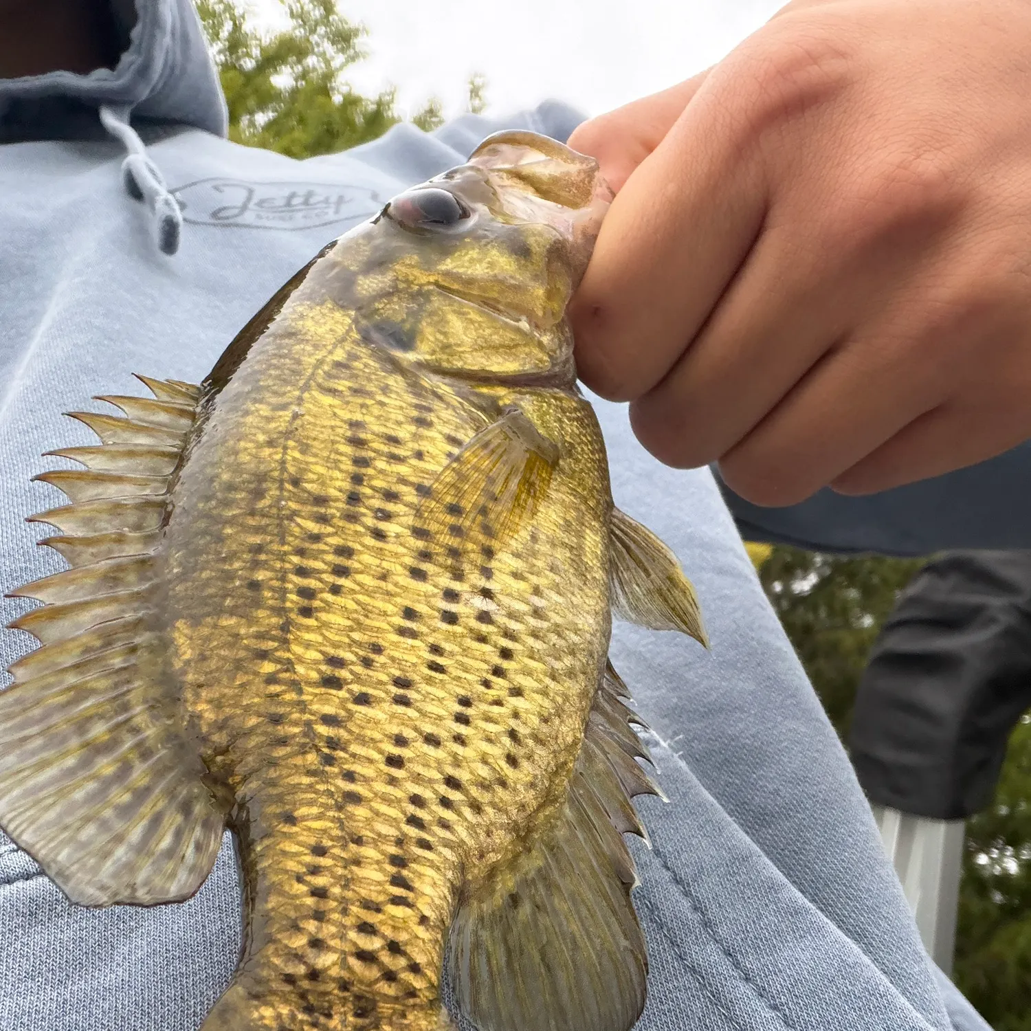 Rock bass caught on Fishbrain