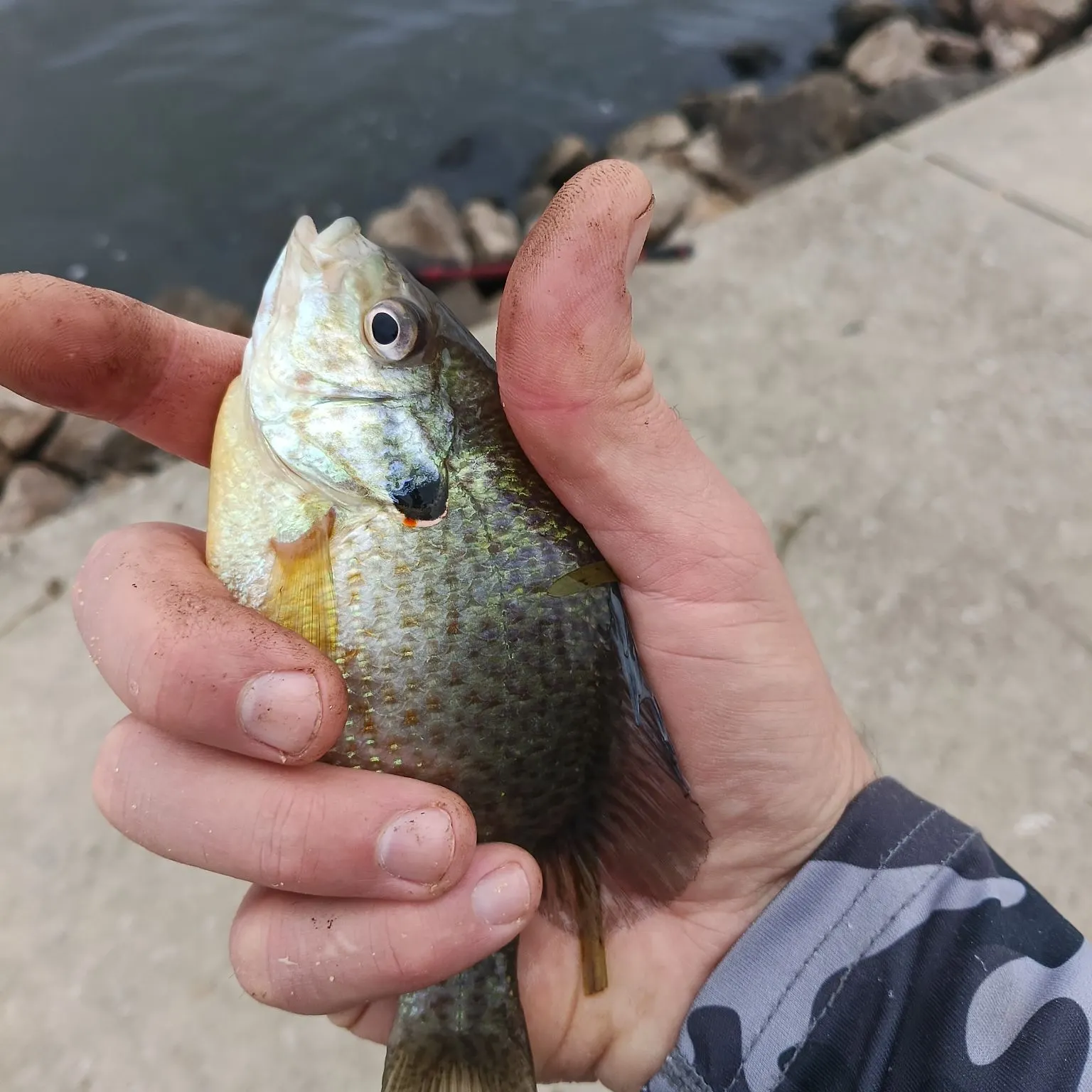 Pumpkinseed caught on Fishbrain