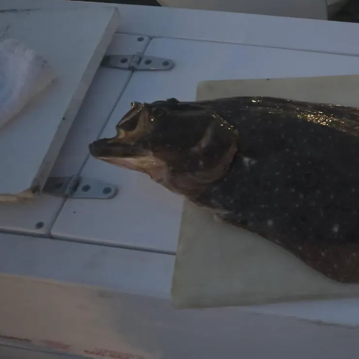 Summer flounder caught on Fishbrain