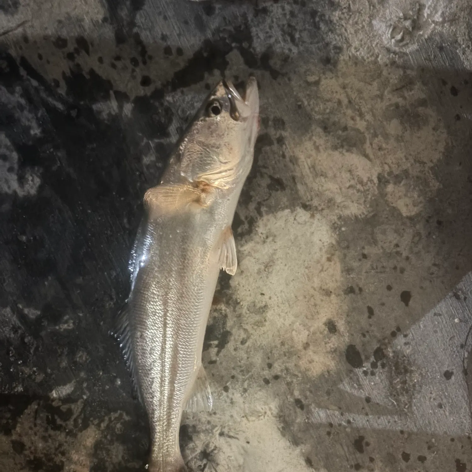 The most recent Shortfin corvina catches on Fishbrain