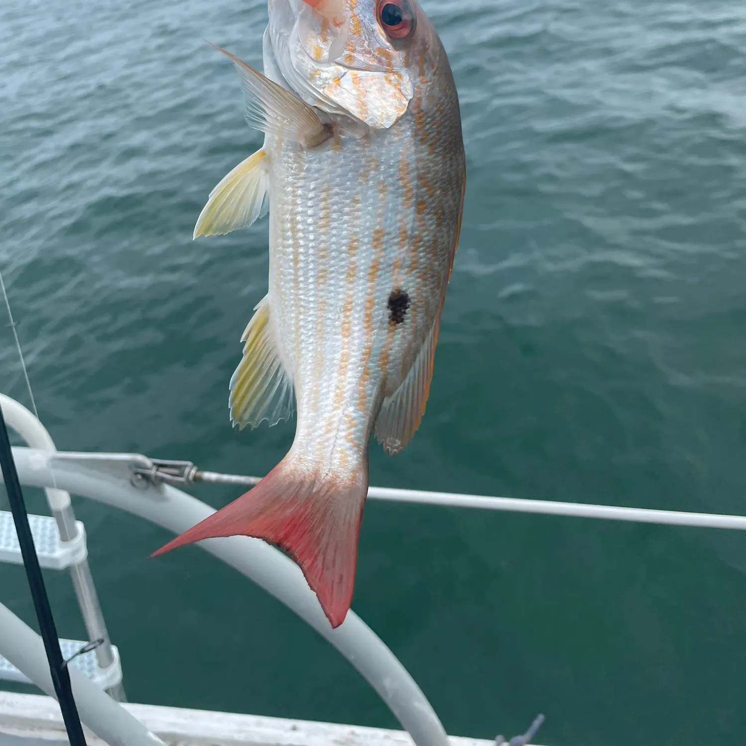 The most recent Lane snapper catches on Fishbrain