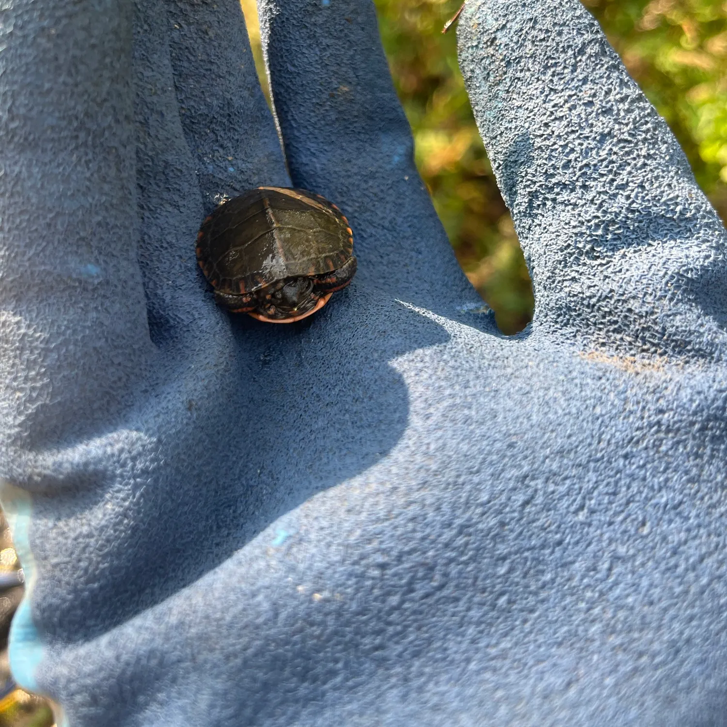 Painted turtle caught on Fishbrain