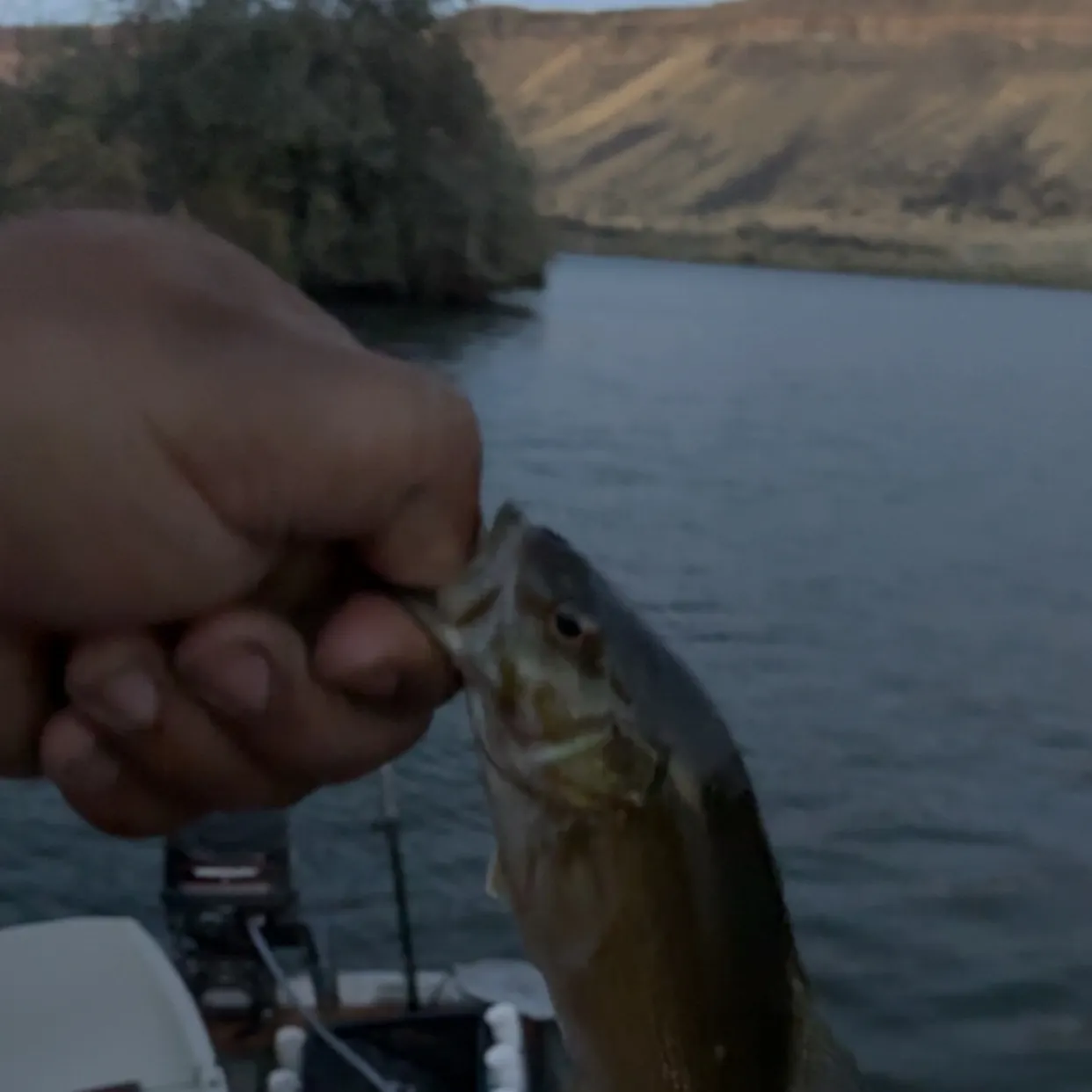 Smallmouth bass caught on Fishbrain