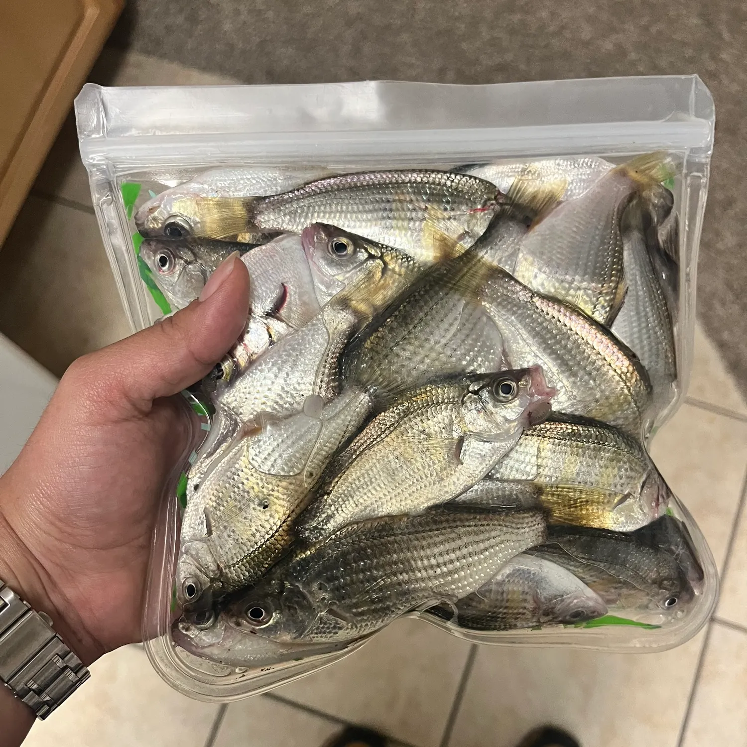 The most recent Shiner perch catches on Fishbrain