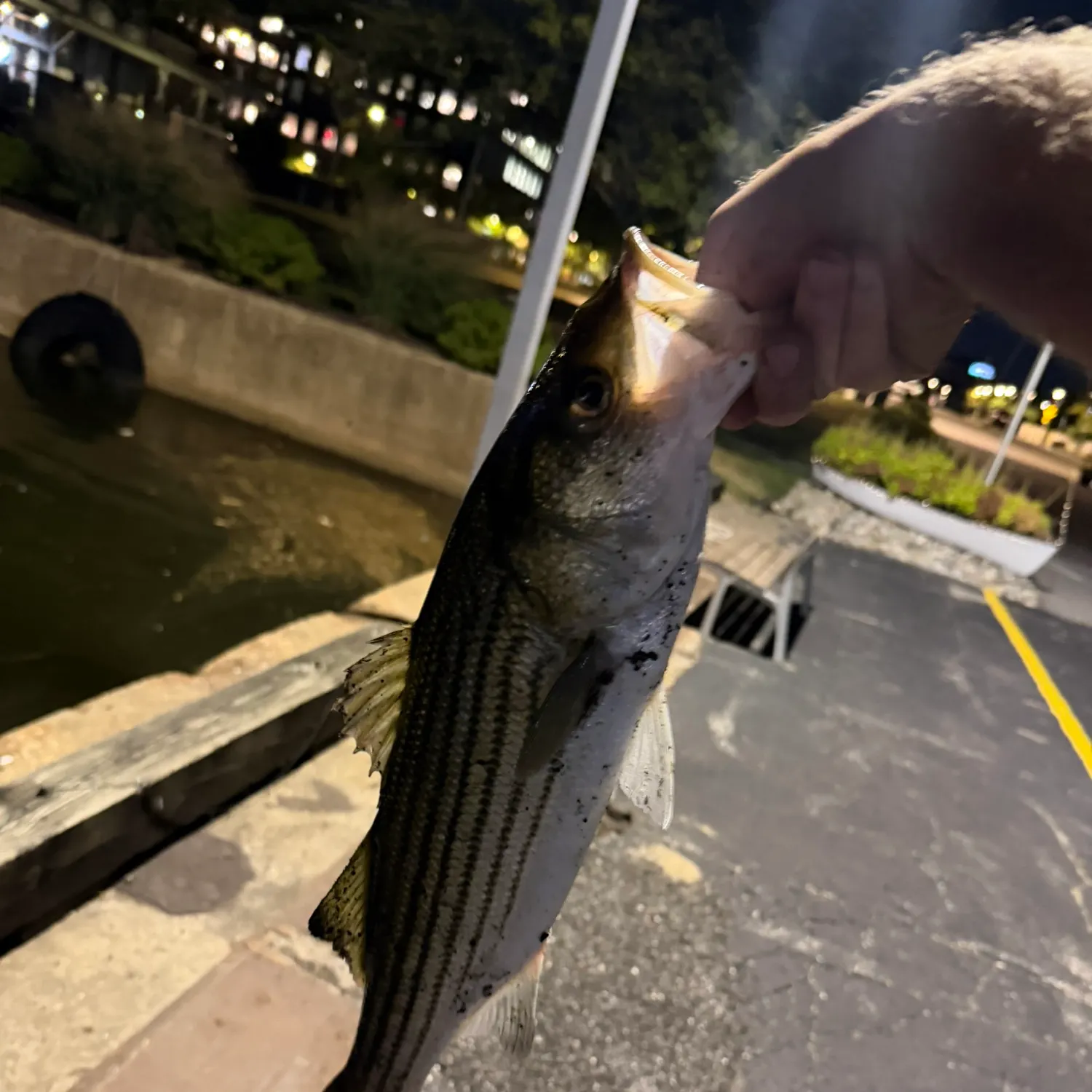 Striped bass caught on Fishbrain