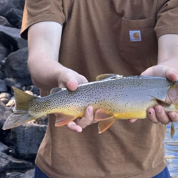 Colorado river cutthroat trout caught on Fishbrain