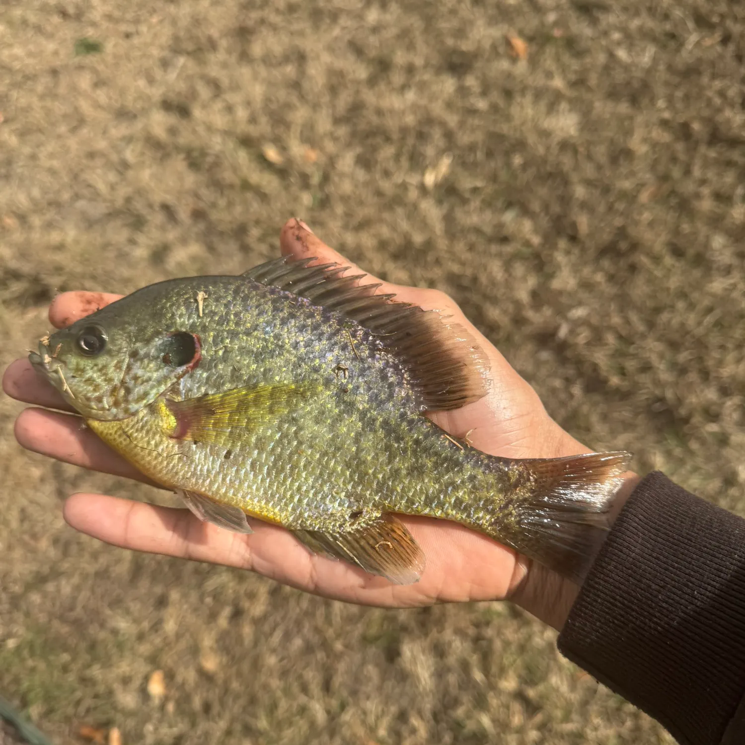 The most recent Bluegill catches on Fishbrain