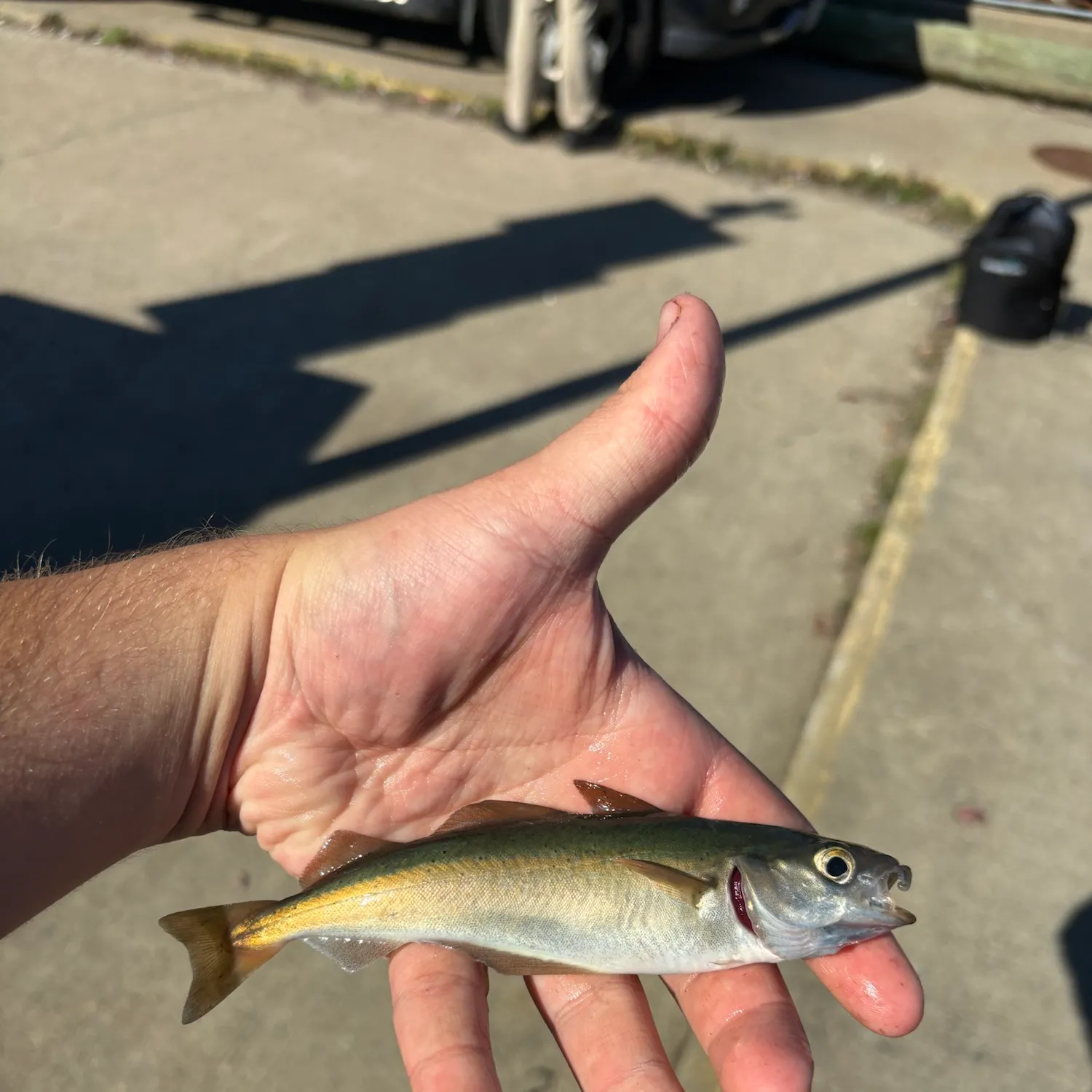 The most recent Atlantic pollock catches on Fishbrain