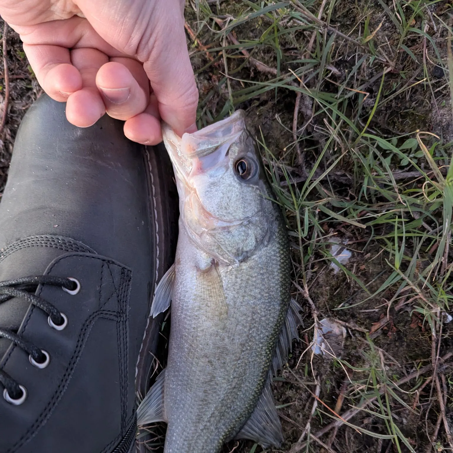 The most recent Largemouth bass catches on Fishbrain