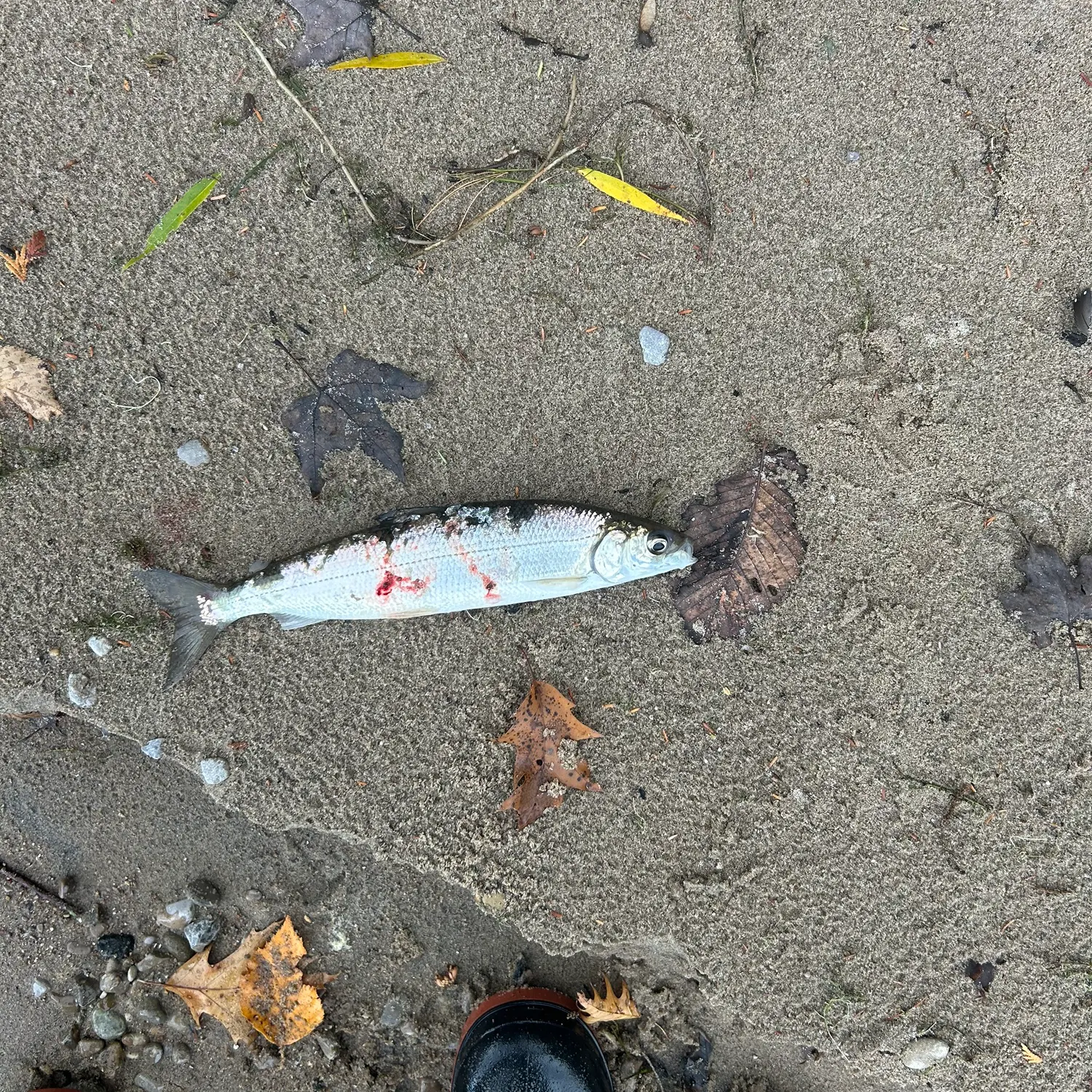 The most recent Northern cisco catches on Fishbrain