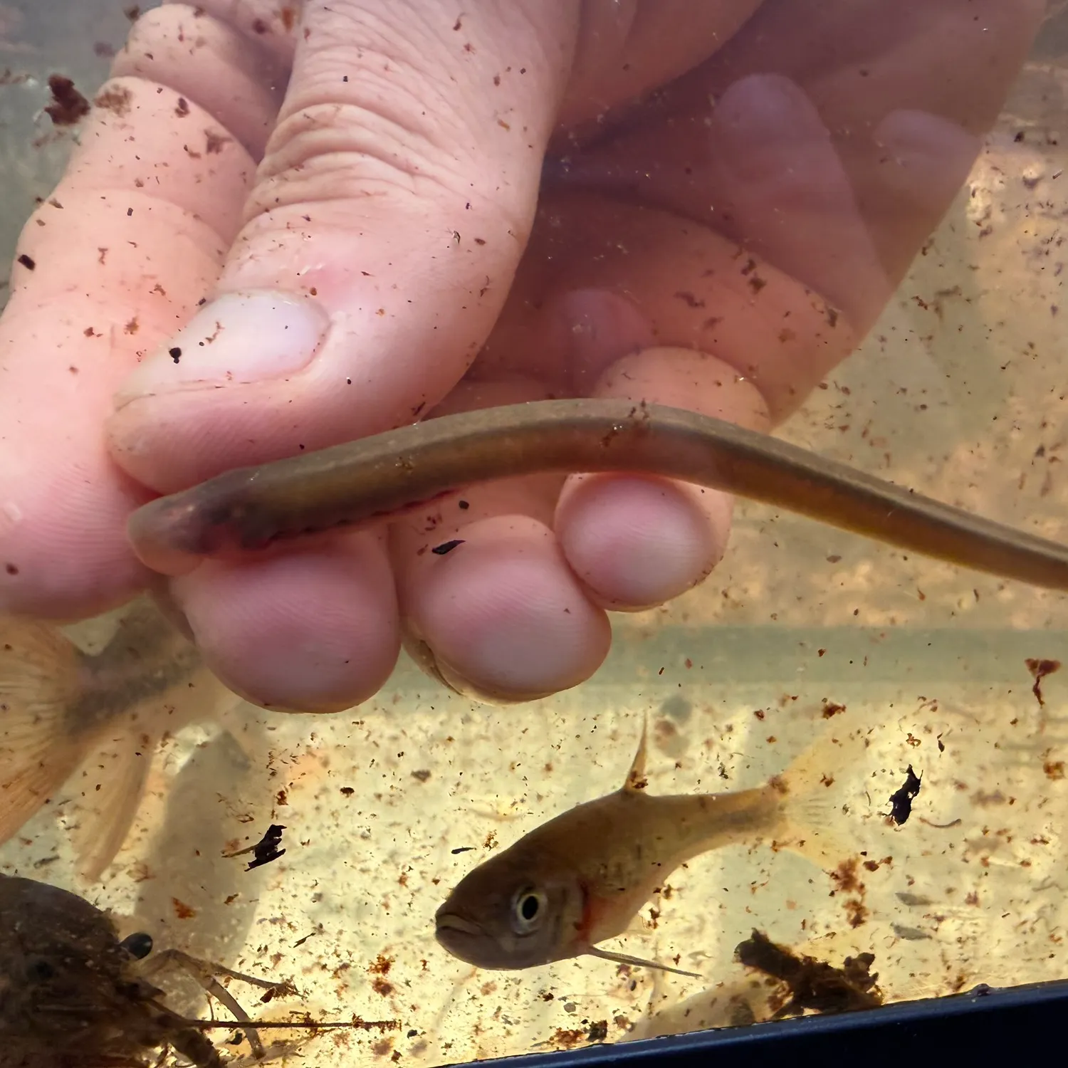 The most recent Least brook lamprey catches on Fishbrain