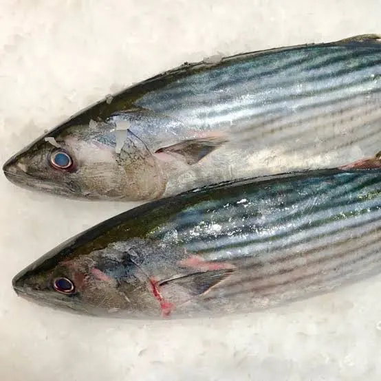 Bonito