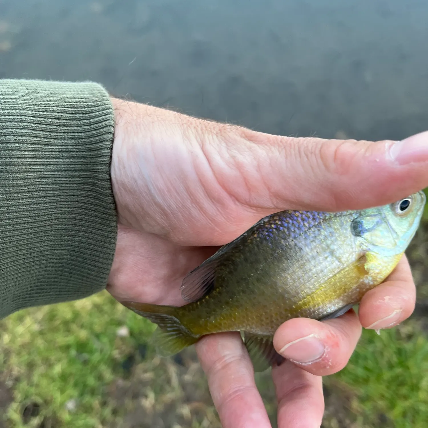 Bluegill caught on Fishbrain