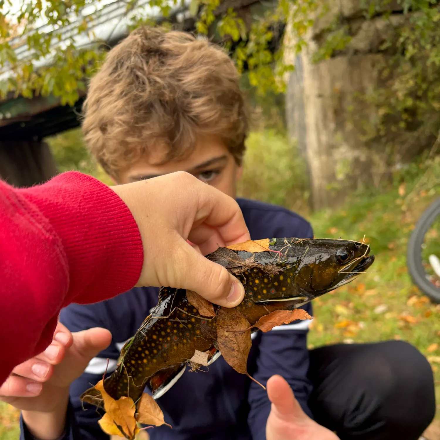 Brook trout caught on Fishbrain